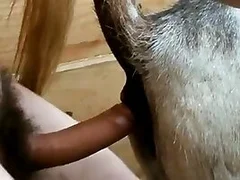 Free Animal Porn tube