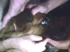 Animal Porn Zoo Videos