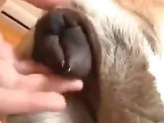Free Animal Sex Porn Tube