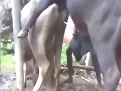 Horse animal sex