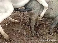 Zoo Free Porn