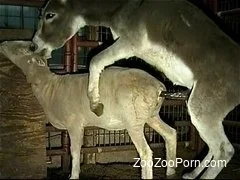 Zoo Zoo Porn