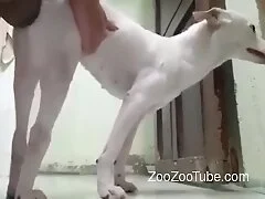 Zoo Zoo Tube