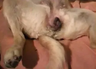 Hot animal sex scene with a cute pet: animal sex zoo sex, zoophilia, zofilia, animal sex, zoo, zoosex