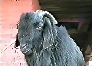 Red Goat Sex Movie with Heavy Piss Feature