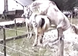 White animals sex scene fucking for the camera