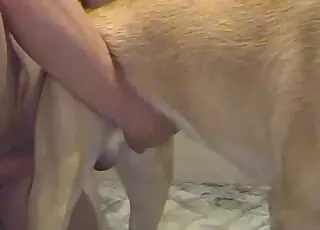 Pretty Pupper Eager for Hardcore Animal Sex
