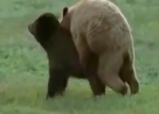 Aggressive Zoo Sex Compilation: Wild Animal sex & Zoophilia Acts