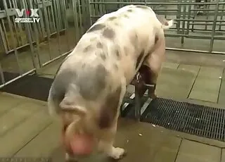 Hot Salacious Pig Displays Its Curvy Body On Cam