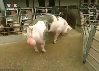 Hot Salacious Pig Displays Its Curvy Body On Cam