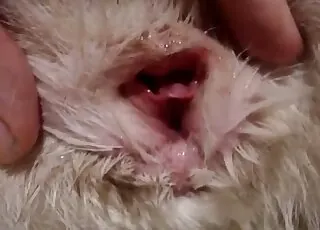 Hot Close-Up Canine Pussy Teasing Zoo Sex