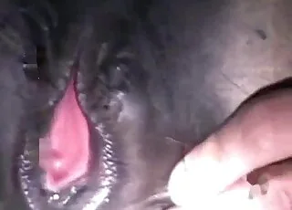 مشهد شغوف لجنس الخيل في الحديقة