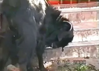 مخلوق جميل يستمتع بجنس مع حيوان