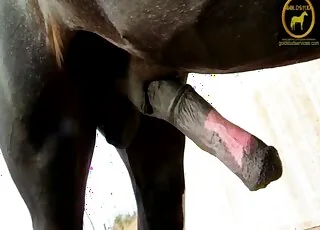 Stallion Handjob Session: Raw Zoo Sex with Horse, animal sex Action, Animal Porn