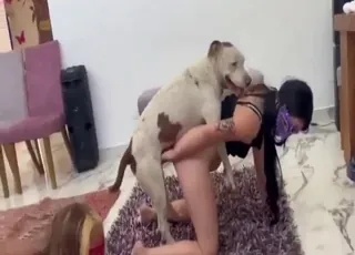 Craziest Dog Sex Compilation: Hot Zoophilic Acts from All Over