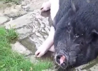 Lovely pig fucker in a romantic scene zoo sex, animal sex, animal sex, zoophilia, zoosex