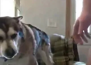Gay zoophile frottage and orgasms with malamute