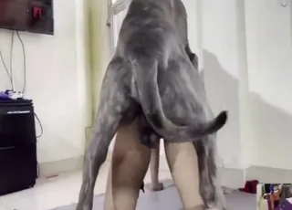 Kinky Girl Gets Fucked By Dark Dog - Zoo Sex Scene