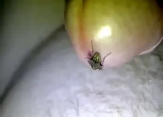 Fly Urethra Insect Fetishist Licks Dick Zoo Sex Animal sex