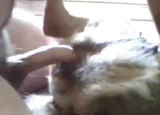 Zoophile Stud Explores Dog's Wet Fuckhole During Long Session