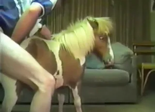 Gutsy Stallion Action Hard Horse Fuck Zoo Sex animal sex Animal Porn
