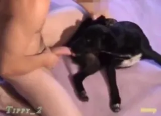 Hot stud reverses and gapes a good-looking female dog
