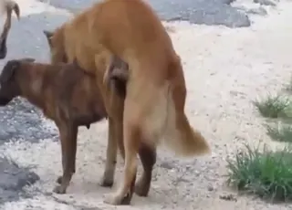 Horny dogs mating in a wild and crazy session