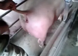Two Men Fuck a Pig with Passion animal sex Zoo Scene