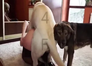 animal sex compilation of the craziest animal sex scenes