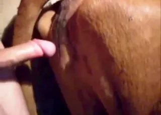 Relentless dude makes a cow gape wide in this sweet zoo sex clip