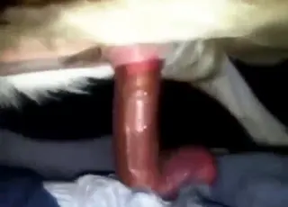 Wet Goat Gets Fucked While Heated - Zoo Sex Scene
