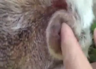 أناثي ضيقة الشرج تُغرز فيها أصابع POV