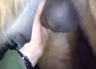 POV of horned up guy fondling horse balls