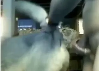 Hardcore Zoo Sex: Dog Anal Scene With Orgasm