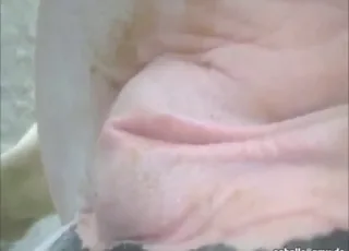 Hot Mare Gets Hard Fisting Up Close animal sex Zoo Scene