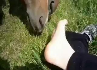 Crazy POV Horse Sex with Foot Fetish Stallion