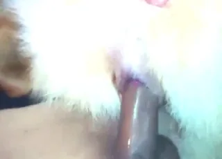Deep Shepherd Penetration with Gaping Dog