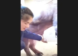Chinese Pig Zoo Sex Handjob Scene with Farm Animal Breeding