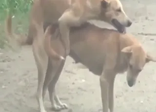 Two Dogs Mating in Hot Heavy animal sex Scene