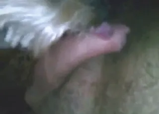 Big Dick Dog Worship Zoophile Sex With Pet Animal