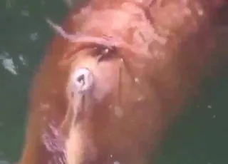 Walrus gets hard from teasing zoo sex animal sex