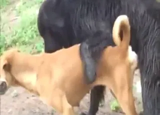 Two dogs mating hard with messy cumshots