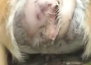 Sexy deer gets dicked by a beast in dirty zoo session