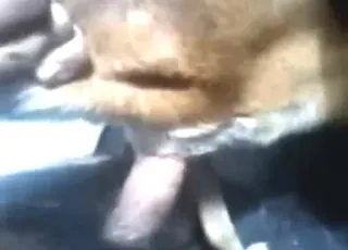 Hot Dog Sex With Wet Pussy - Fast Puppy Fuck