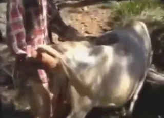 Outdoor Sex With A Sexy Cow In The Zoo - animal sex Zoo Sex Scene