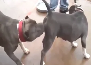 Hefty Pitbull Pounding Another Dog With Hard Sex