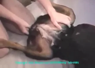 Dog Takes Big Boner In Exciting Zoo Sex Scene