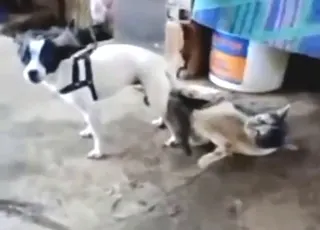 Cute puppy and kitten playing together in a soft bed