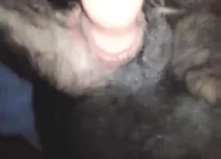 Close up dog toy zoophile porn gaped wide ass hole