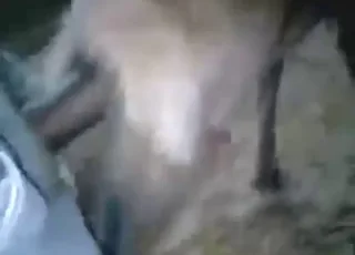 Horse Sex: Wild Zoo Banging Scene with Pussy